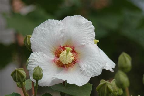 九頭芙蓉|特色植物報報